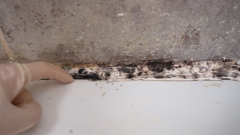 Asbestos and Lead Testing During Mold Inspection in Wilson, AR